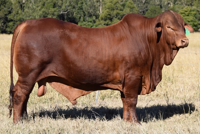 Bryvonlea Ulysses